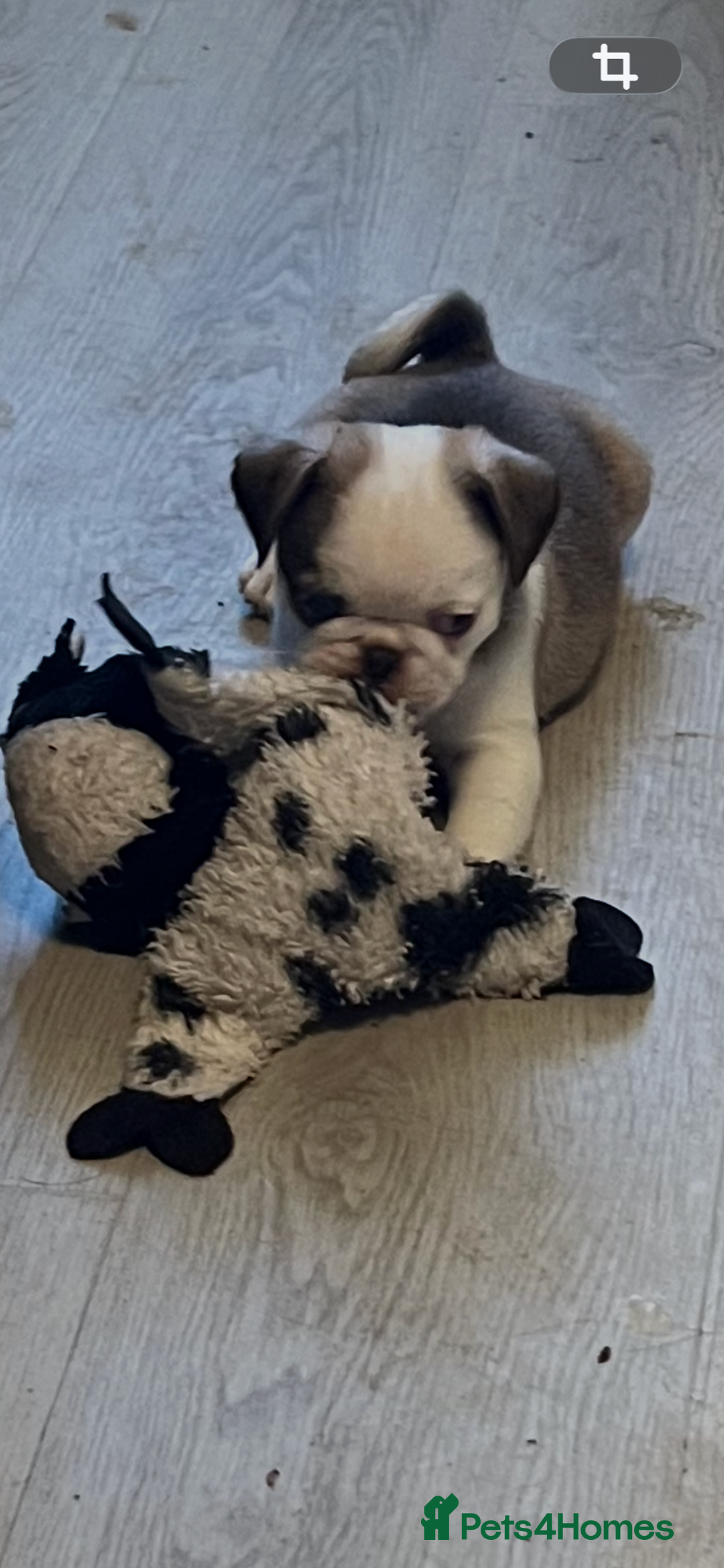 Pug dogs for sale: Kc reg male pug puppies - Advert 5