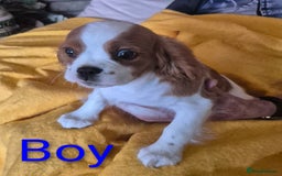 Cavalier King Charles Spaniel dogs for sale: Adorable Cavalier puppies  - Image 4