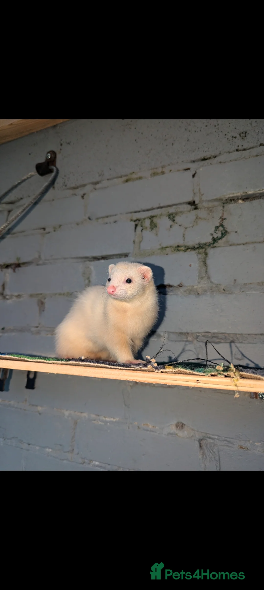 Ferret rodents for sale: 4 Pet Ferrets  in Hull - Advert 5