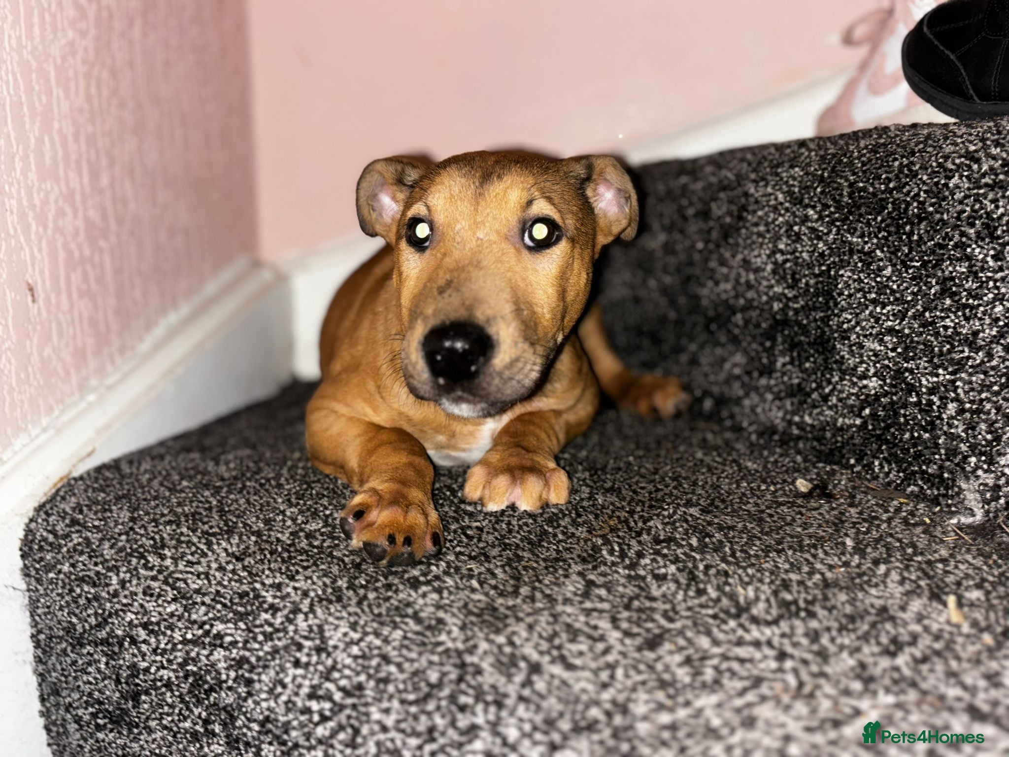English Bull Terrier dogs Male English Bull Terrier pup - Advert 14