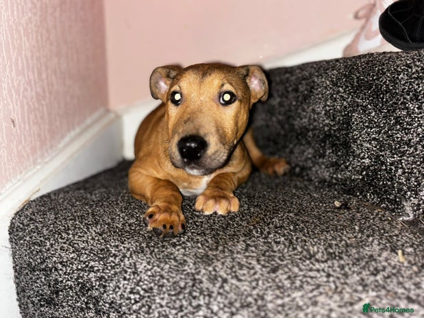 English Bull Terrier dogs - Advert 1