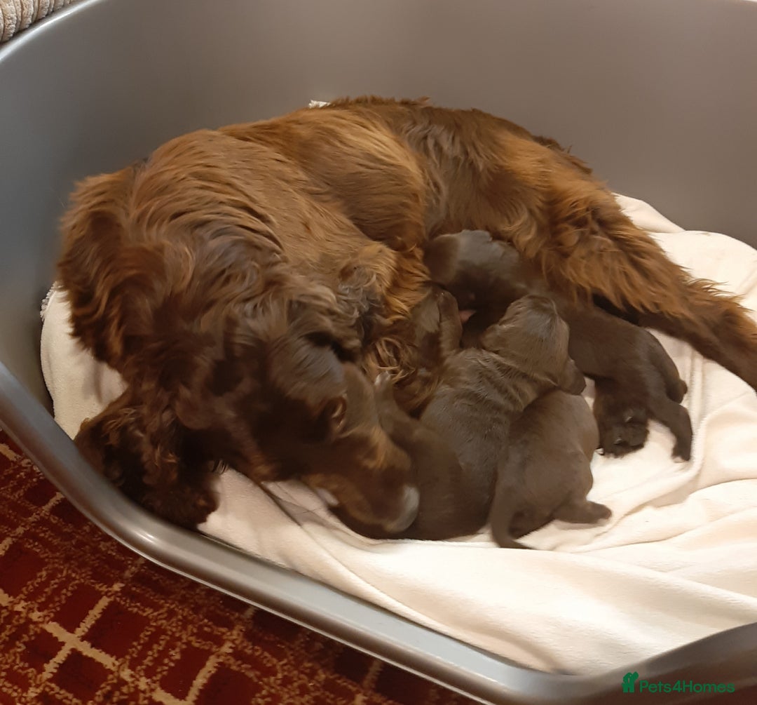 Sprocker dogs for sale: Stunning Sprocker Spaniel puppies  - Image 4