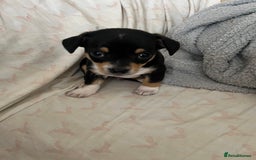 Chihuahua dogs for sale: Beautiful chihuahuas looking for forever homes - Image 3