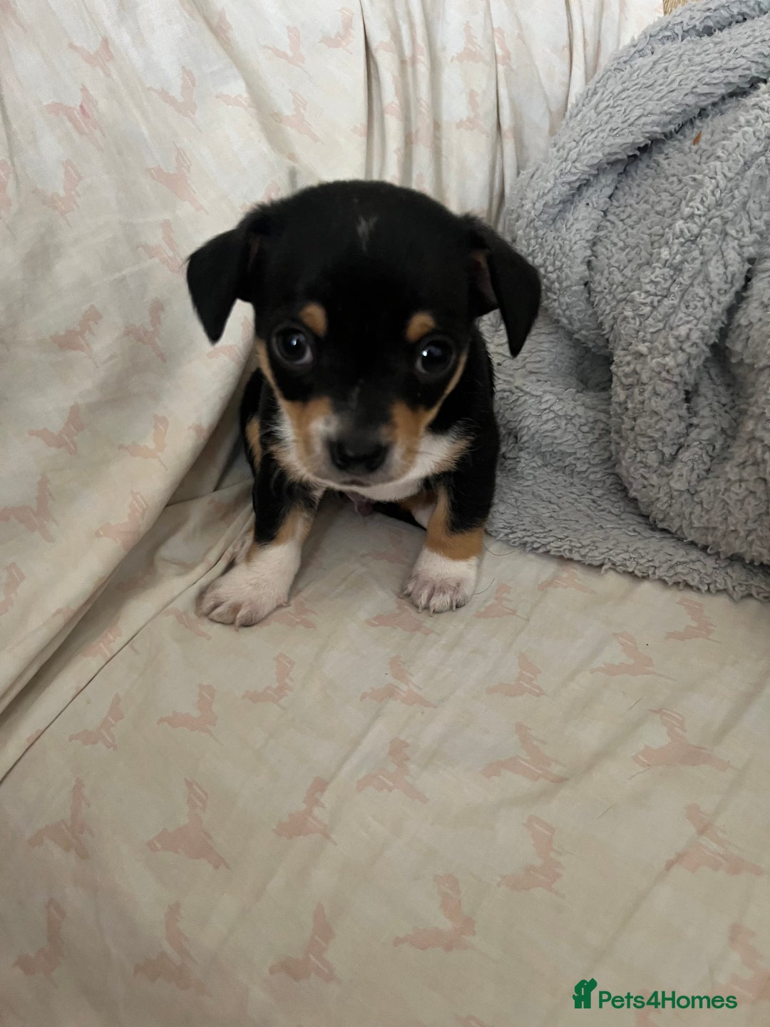 Chihuahua dogs for sale: Beautiful chihuahuas looking for forever homes - Image 3