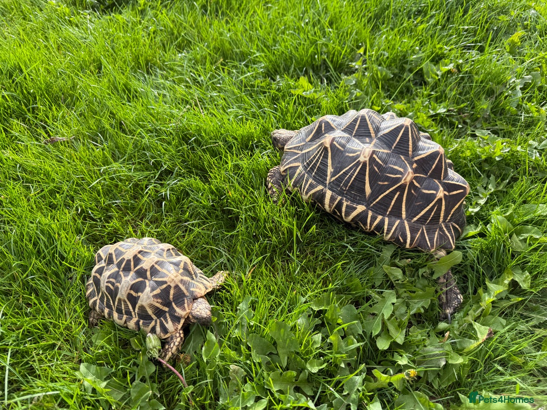 Tortoise reptiles for sale: Indian Star Tortoises - Image 4