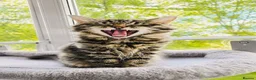 Ragdoll cats for sale: Stunning Black Tabby Cherubim Ragdoll - Advert 2