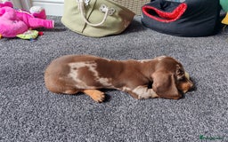 Miniature Dachshund dogs for sale: MINIATURE DACHSHUND FOR SALE  - Image 2