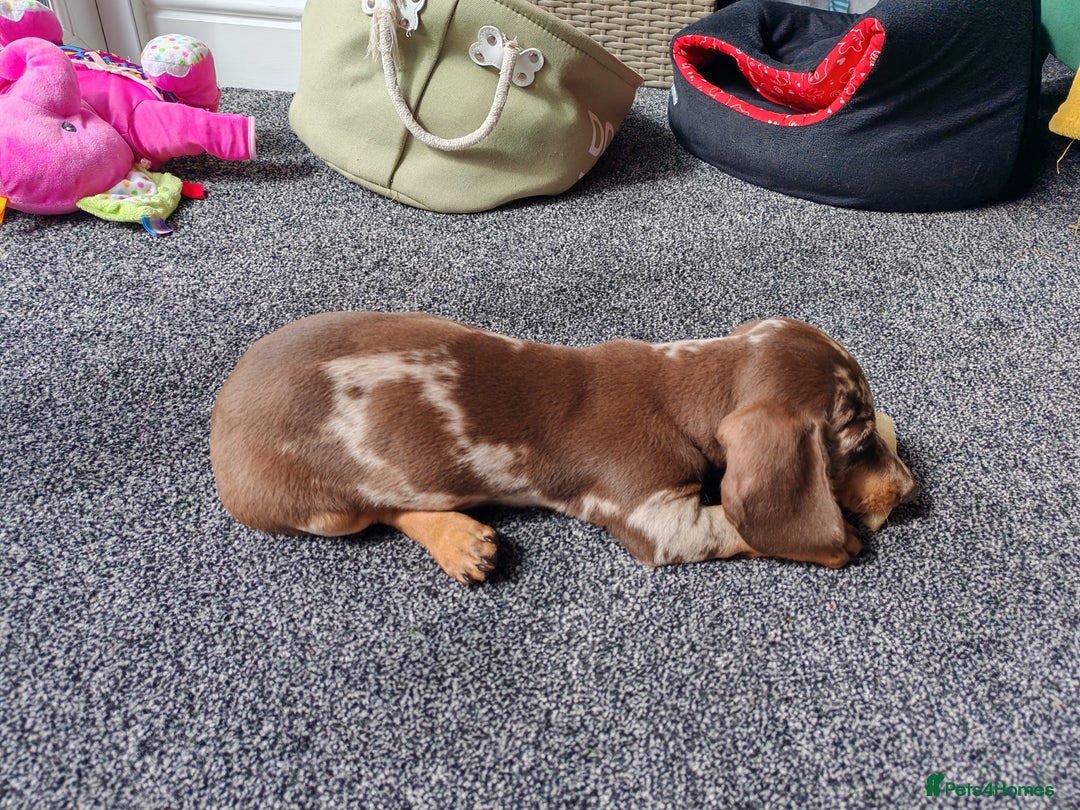 Miniature Dachshund dogs for sale: MINIATURE DACHSHUND FOR SALE  - Image 2