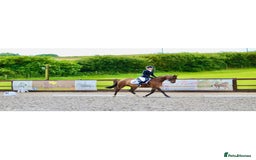 Riding pony horses for sale: British show pony - Image 6