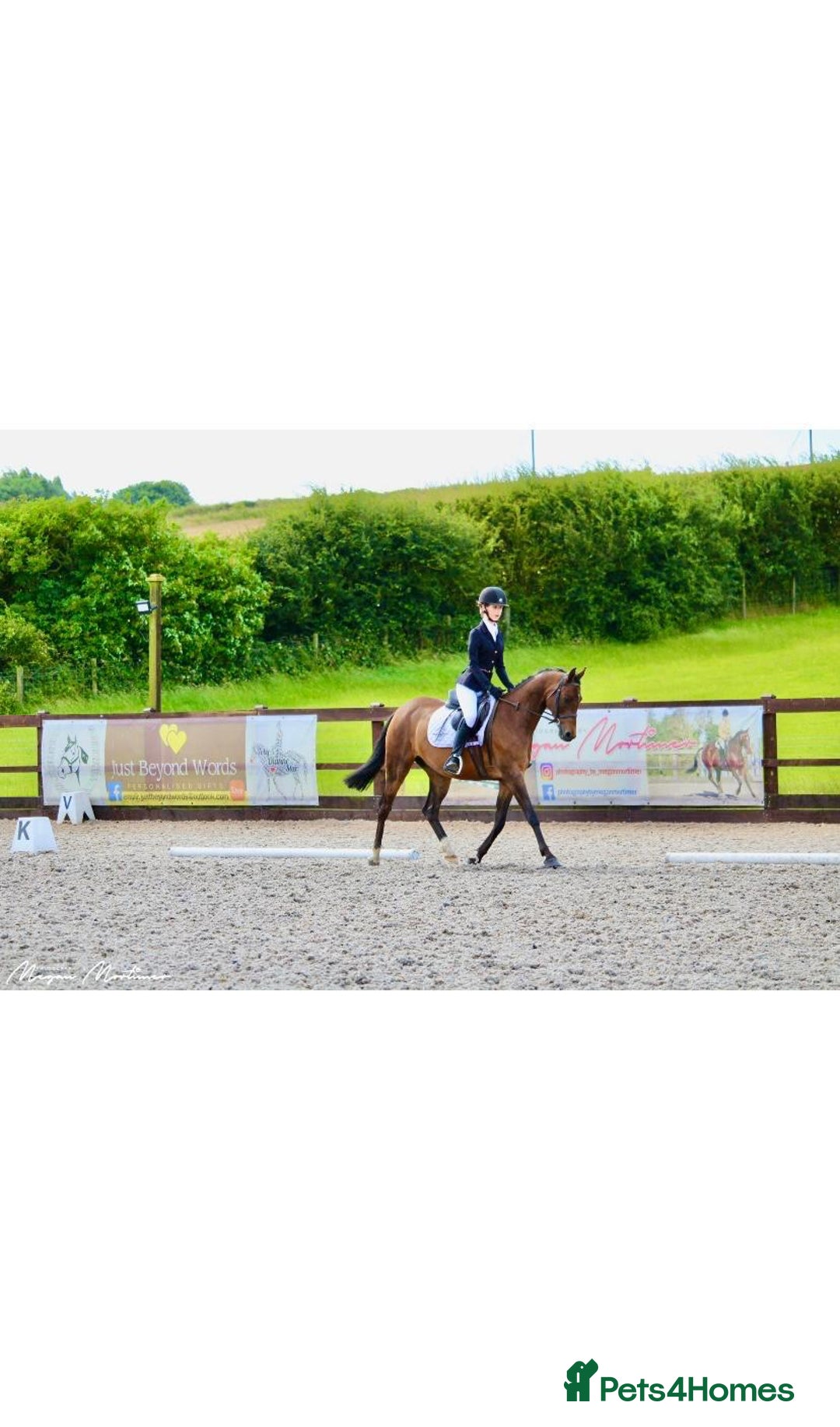 Riding pony horses for sale: British show pony - Image 6