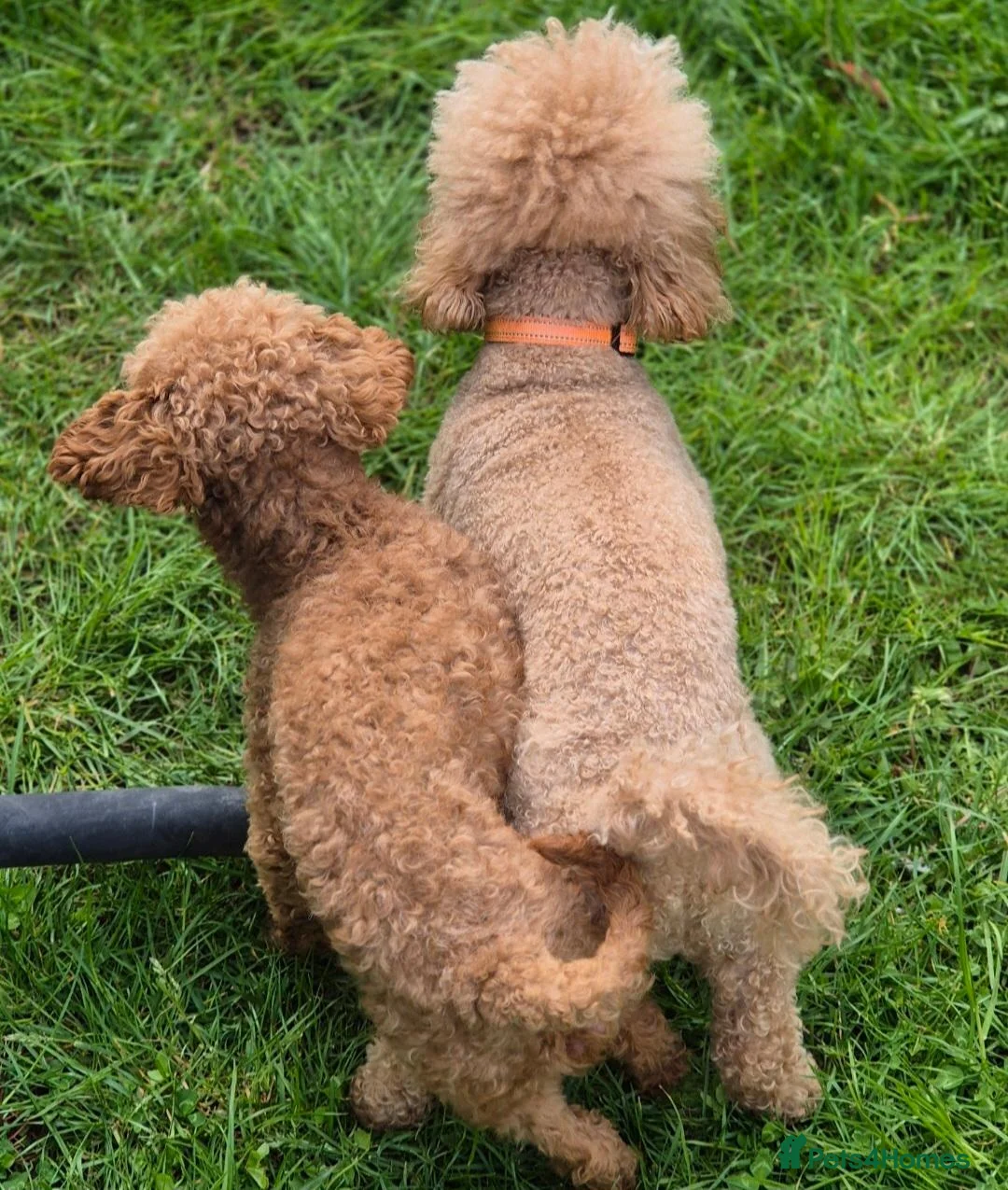 Toy Poodle dogs for stud: Red Toy Poodle Stud - Advert 2