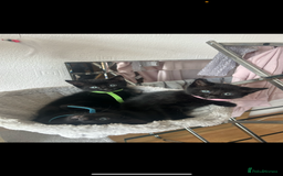 Domestic Shorthair cats for sale: 3 black tabby kitten for sale  - Image 1