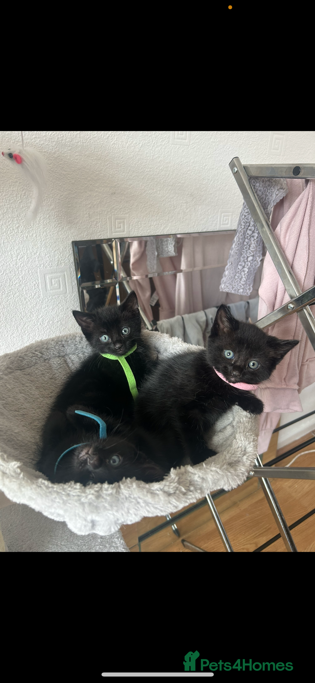 Domestic Shorthair cats for sale: 3 black tabby kitten for sale  - Image 1