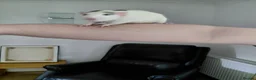 Rat rodents for sale: 2 male rats in Thetford - Advert 4
