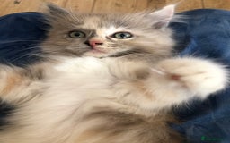 Ragdoll cats for sale: Tica Mink & Sepia Cherubim Ragdoll kittens. 2girls - Image 2