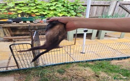 Ferret rodents for sale: 3 polecat jills - Image 5