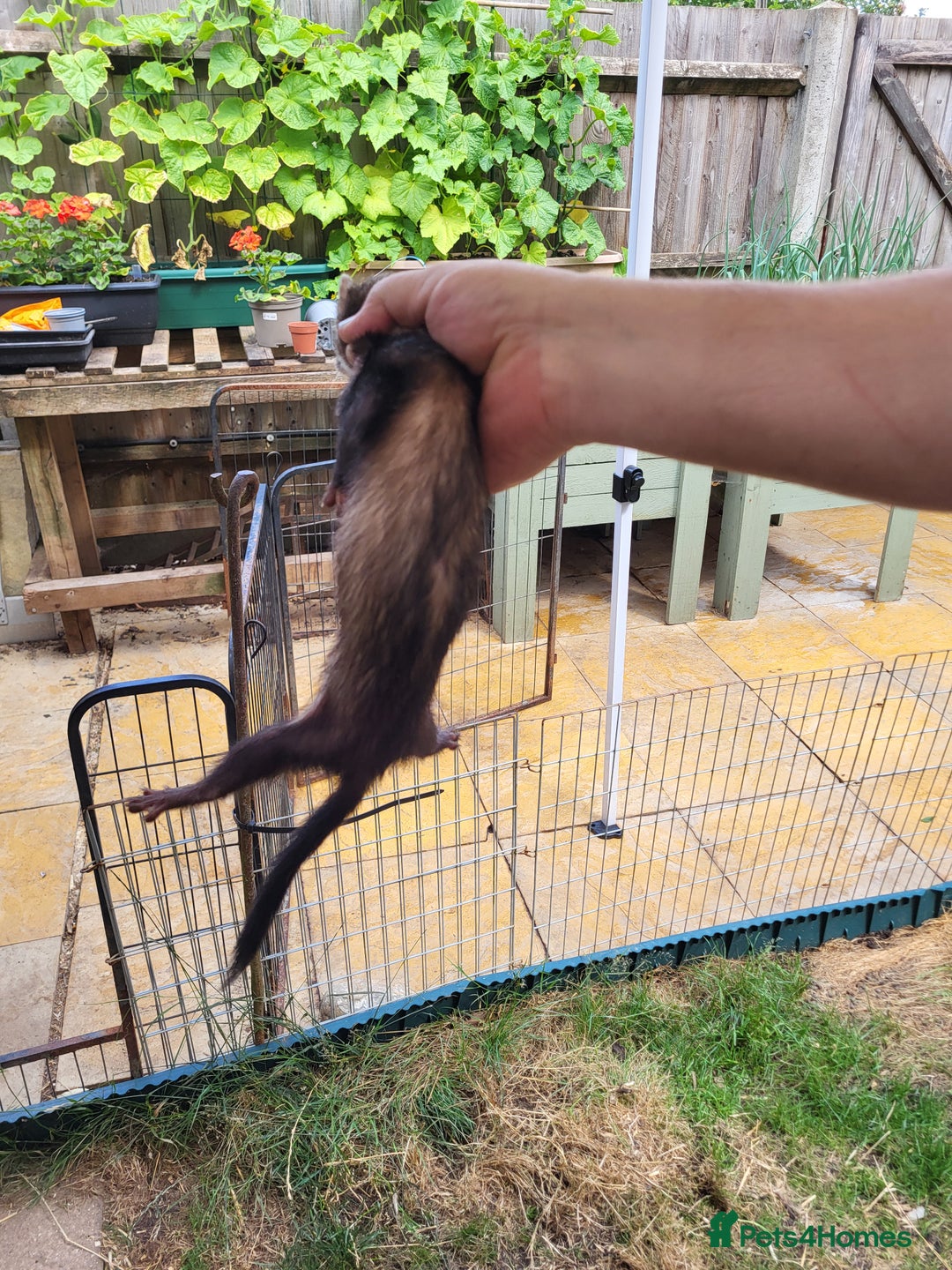 Ferret rodents for sale: 3 polecat jills - Image 5
