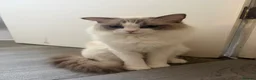Ragdoll cats for sale: GCCF Registered Active Female Ragdoll Cat in London - Advert 2