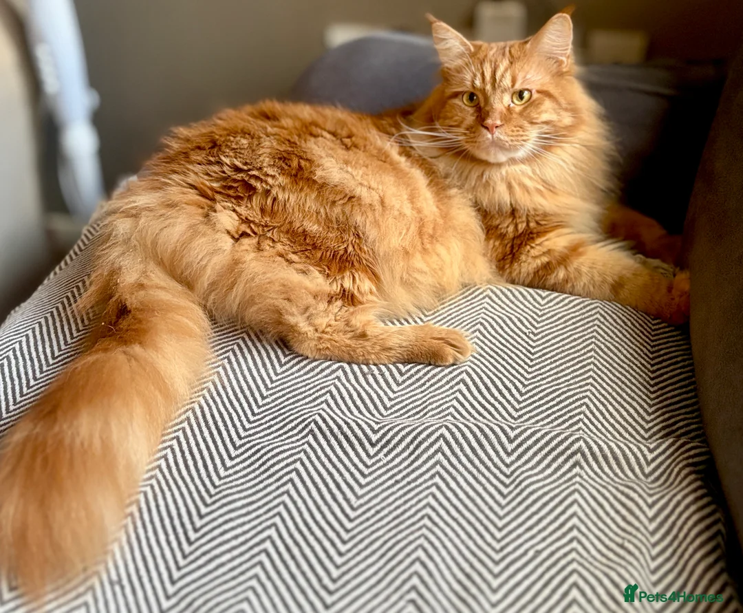 Maine Coon cats for sale: Maine coon - Advert 3