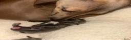 Italian Greyhound dogs for sale: Beautiful iggy pups for sale  in Bagshot - Advert 4