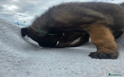 Belgian Shepherd Dog dogs for sale: belguim malinois free training provided - Image 30