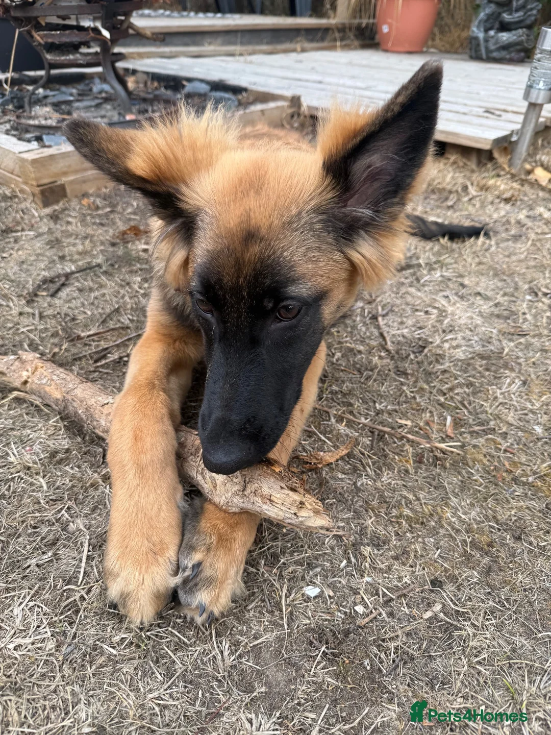 Mixed Breed dogs for sale: My beautiful lola - Advert 2