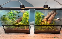 Gecko reptiles for sale: Geckos for sale with tank - Image 1
