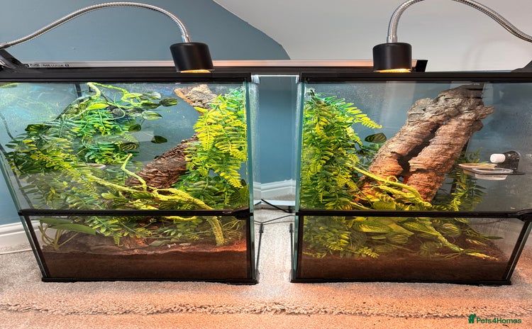 Gecko reptiles - Advert 1