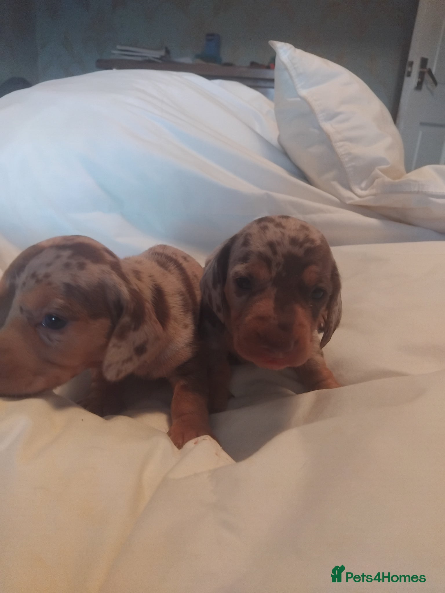 Miniature Dachshund dogs Miniature dachshund  - Advert 2