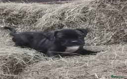Boxer dogs for sale: Boxer - Image 7