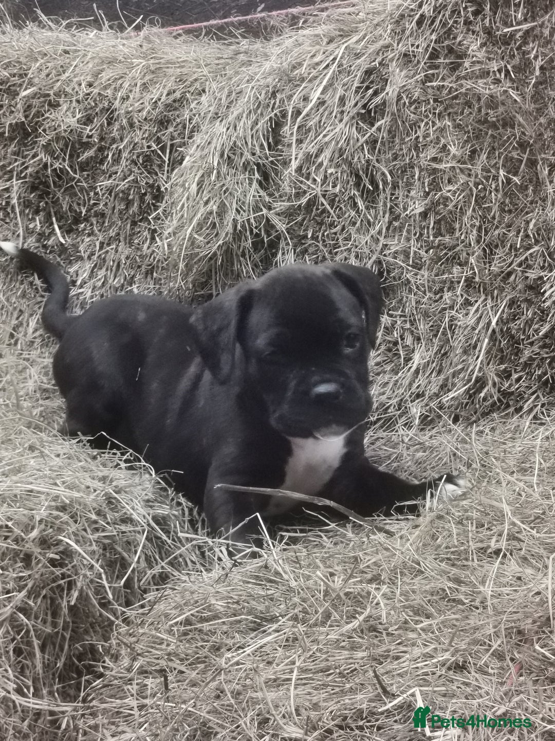 Boxer dogs for sale: Boxer - Image 7