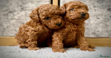 Toy Poodle dogs - Advert 14