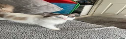 Ragdoll cats for sale: Ragdoll Kittens - Advert 11