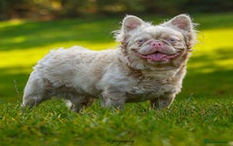 French Bulldog dogs for sale: Pink fluffy French bulldog  - Image 1