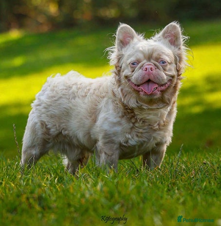 French Bulldog dogs - Advert 3