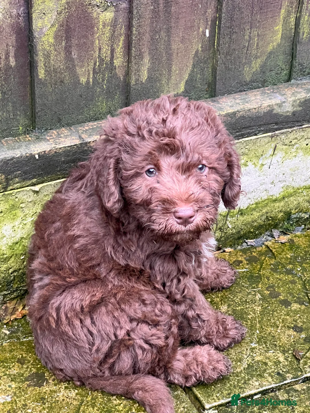 Bedlington Terrier dogs for sale: Bedlington terrier puppies ☺️ - Advert 4