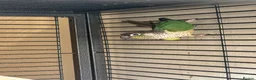 Conures birds for sale: Pair of conures for sale - Advert 5