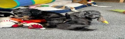 Doxiepoo dogs for sale: Stunning dachshund/poodle pups - Advert 17
