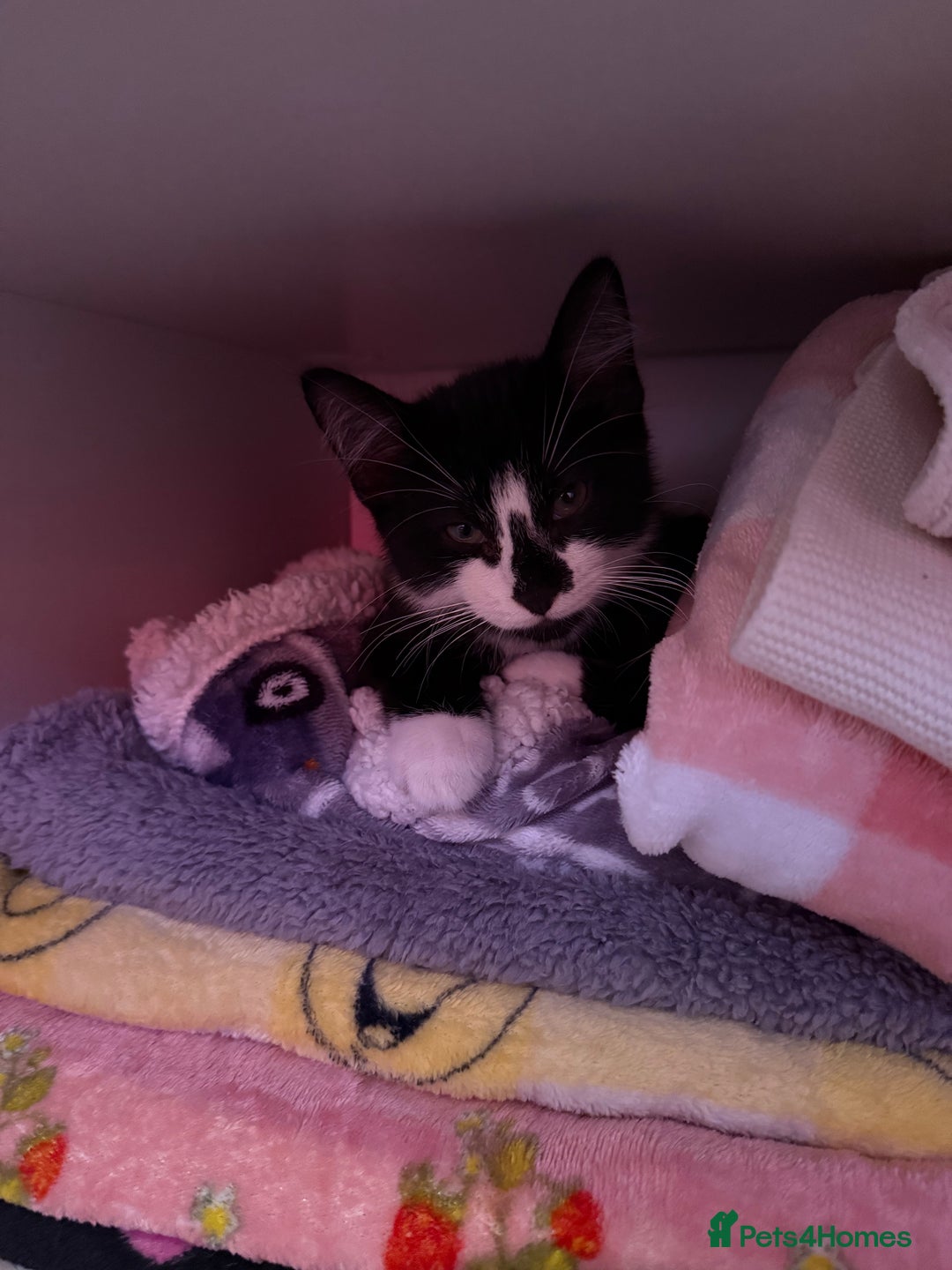 Domestic Shorthair cats for sale: 12 week old boy  - Advert 4