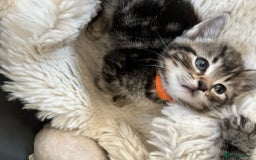 Mixed Breed cats for sale: Kittens amazing kittens  - Image 7