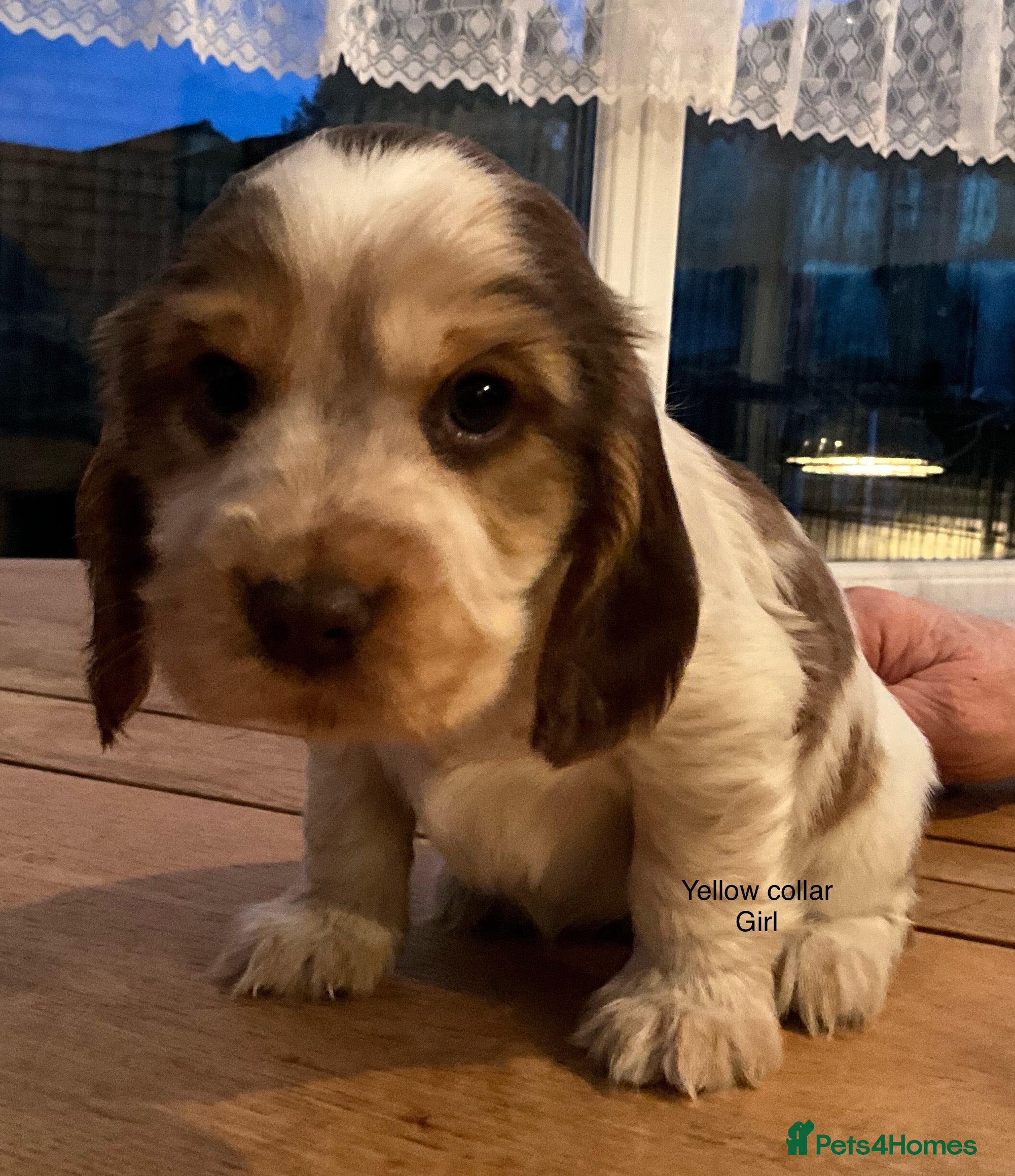 Cocker Spaniel dogs Stunning Litter of Show Cocker Spaniel Puppies  - Advert 14