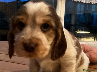 Cocker Spaniel dogs Stunning Litter of Show Cocker Spaniel Puppies - Advert 9