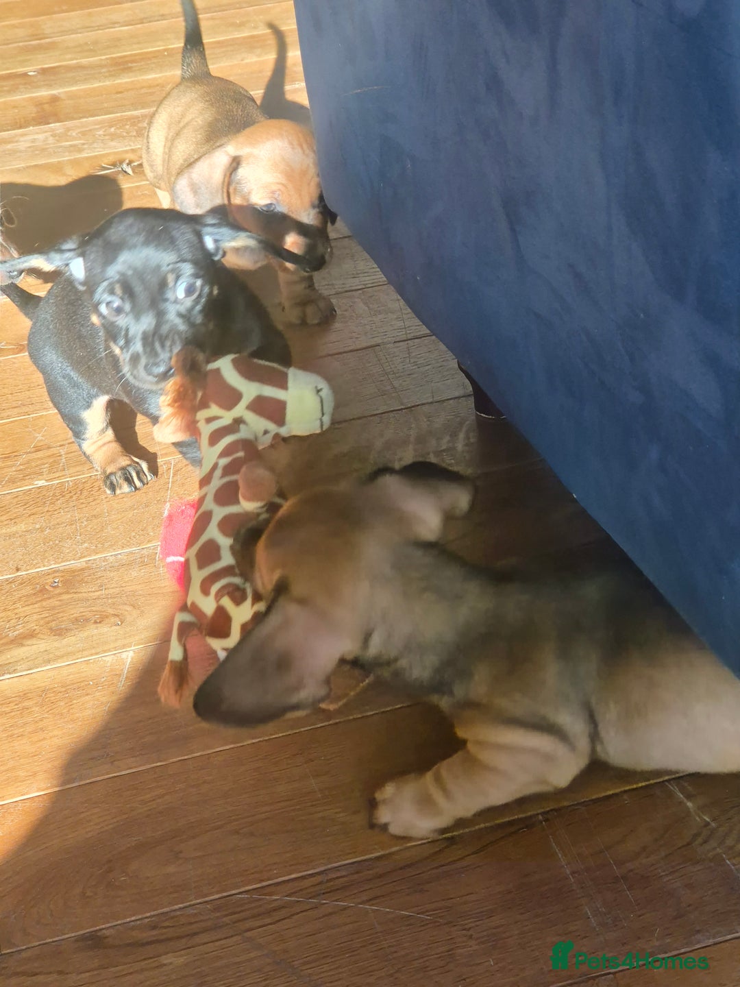 Miniature Dachshund dogs for sale: Adorable Minature Daschunds  - Image 12