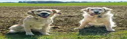 Golden Retriever dogs for sale: 5 Beautiful Golden Retriever's  - Advert 27