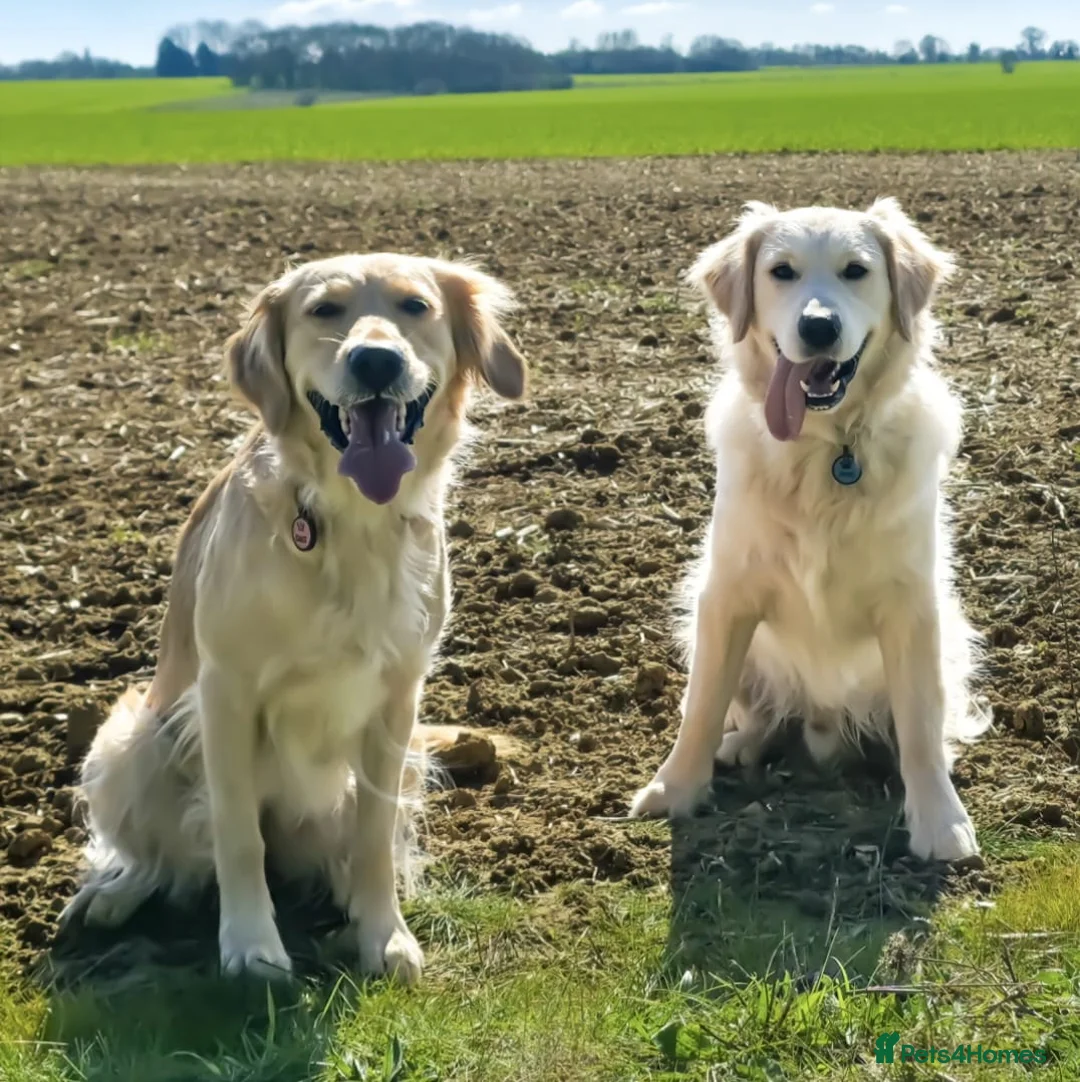 Golden Retriever dogs for sale: 5 Beautiful Golden Retriever's  - Advert 27