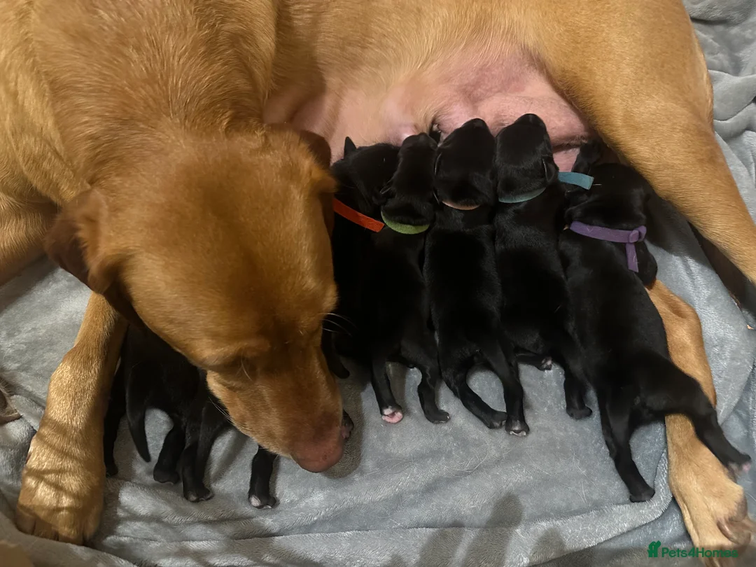 Borador dogs for sale: Labrador x Collie Puppies - Advert 3