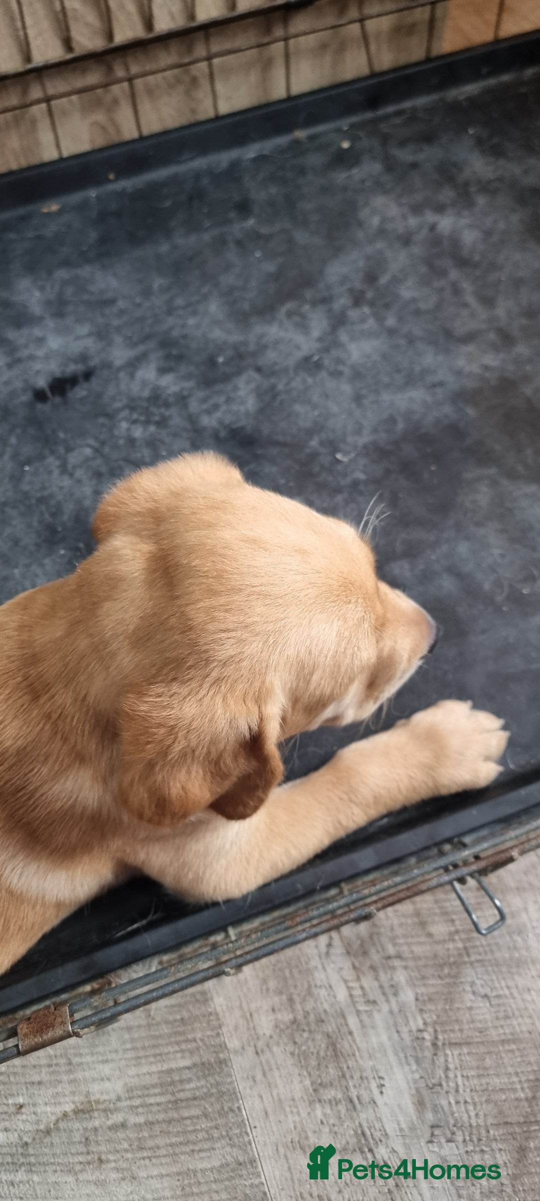 Labrador Retriever dogs for sale: We have two, Labrador pups  - Image 13
