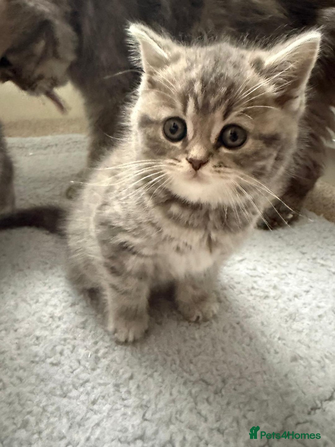 Mixed Breed cats for sale: British long hair  - Advert 6