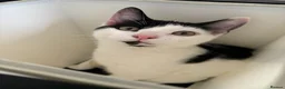 Mixed Breed cats for sale: Gary and prince - Advert 20
