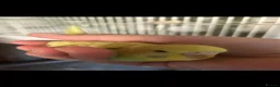Budgerigars birds for sale: 2 Hand tame babies  - Advert 7